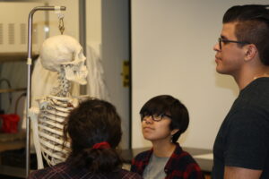 Three Indigenous students from the Haida and Ntekepmx Nations examining a human skeleton prop in an anatomy laboratory.