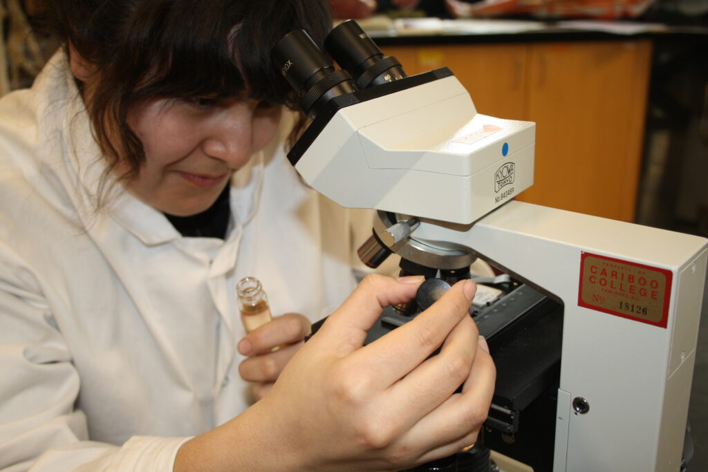 Indigenous student from the Ntekepmx Nation looking through a microscope in a biology laboratory. The student is adjusting the microscope lens with one hand and holding a small jar of liquid in the other.